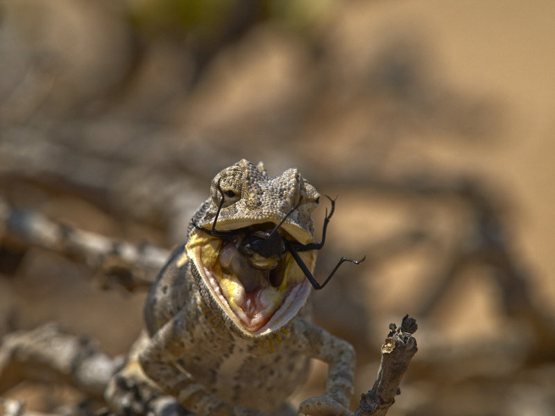 Swakopmund, Chameleon, Tok-Tokkie